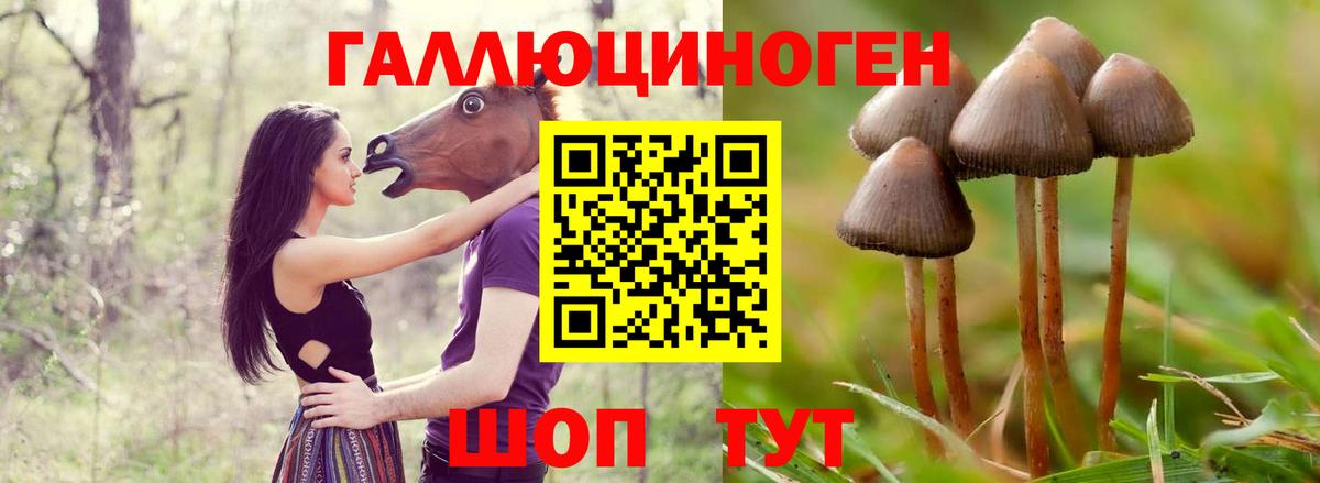 Псилоцибиновые грибы Cubensis Саяногорск